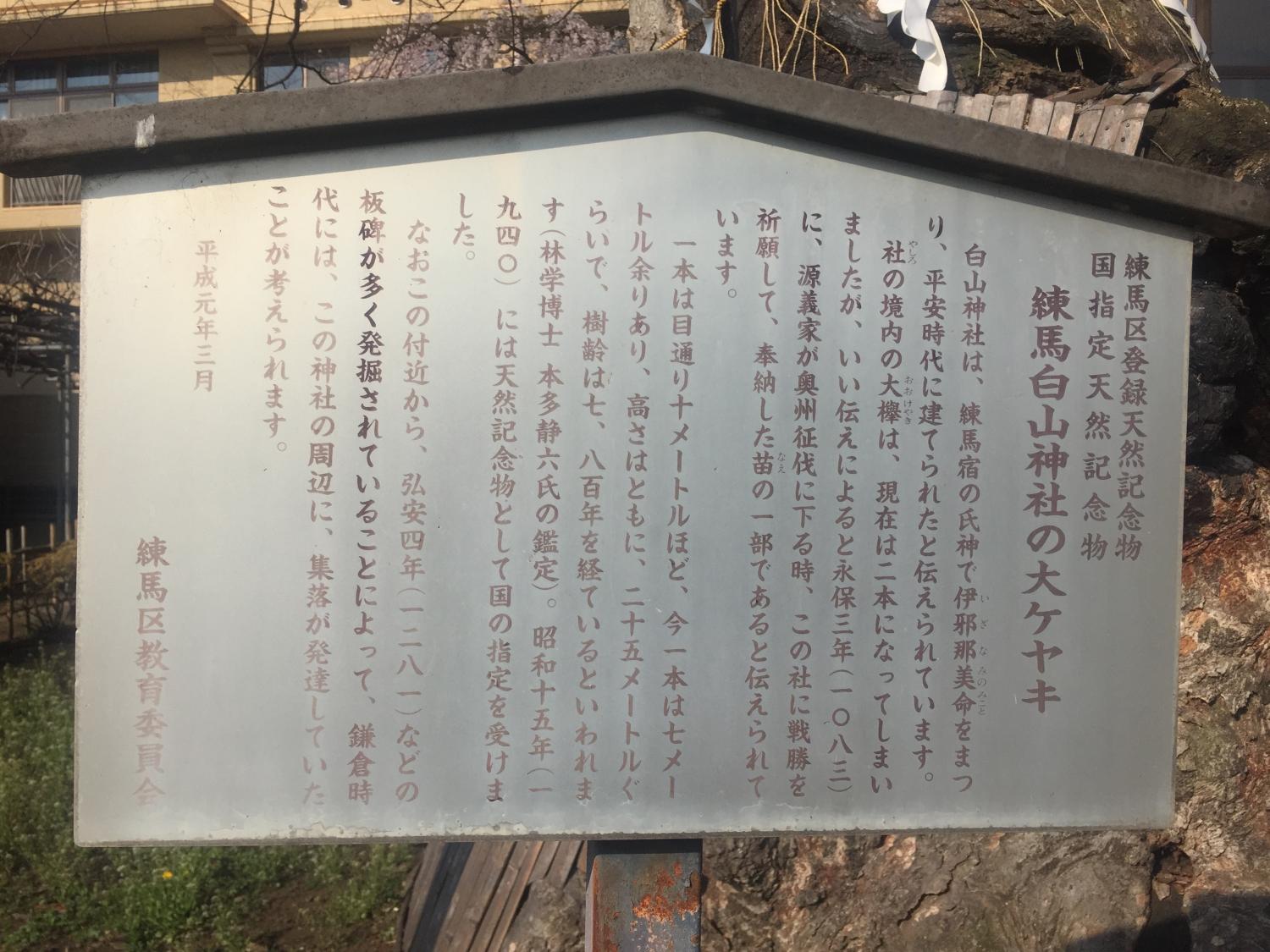 国の天然記念物（練馬白山神社の大ケヤキ） 画像