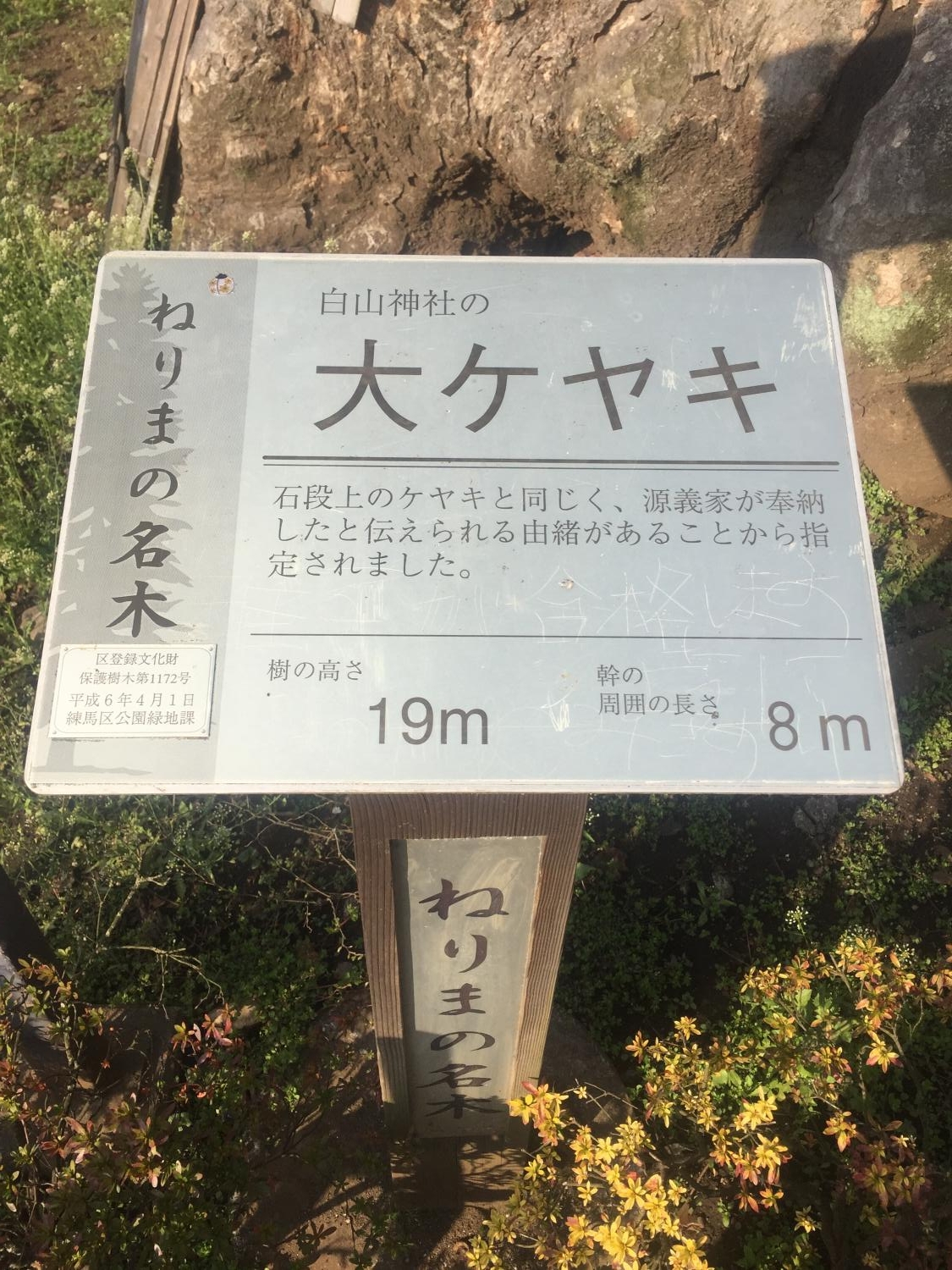 国の天然記念物（練馬白山神社の大ケヤキ） 3
