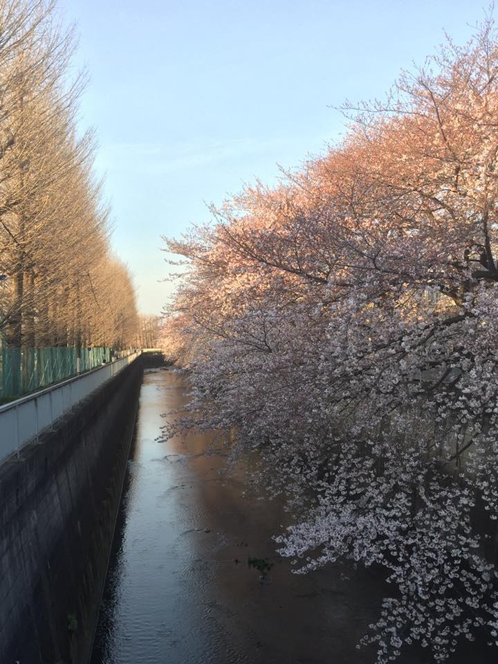 満開目指す、石神井川の桜たち。 画像