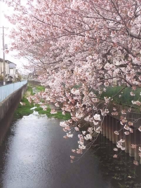 お気に入りの桜