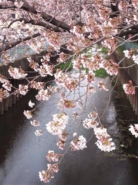 お気に入りの桜 2