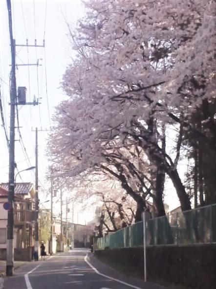 お気に入りの桜 3