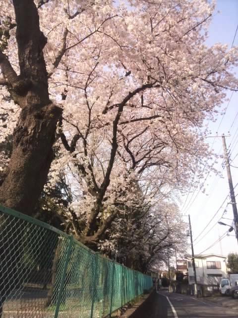 お気に入りの桜 4