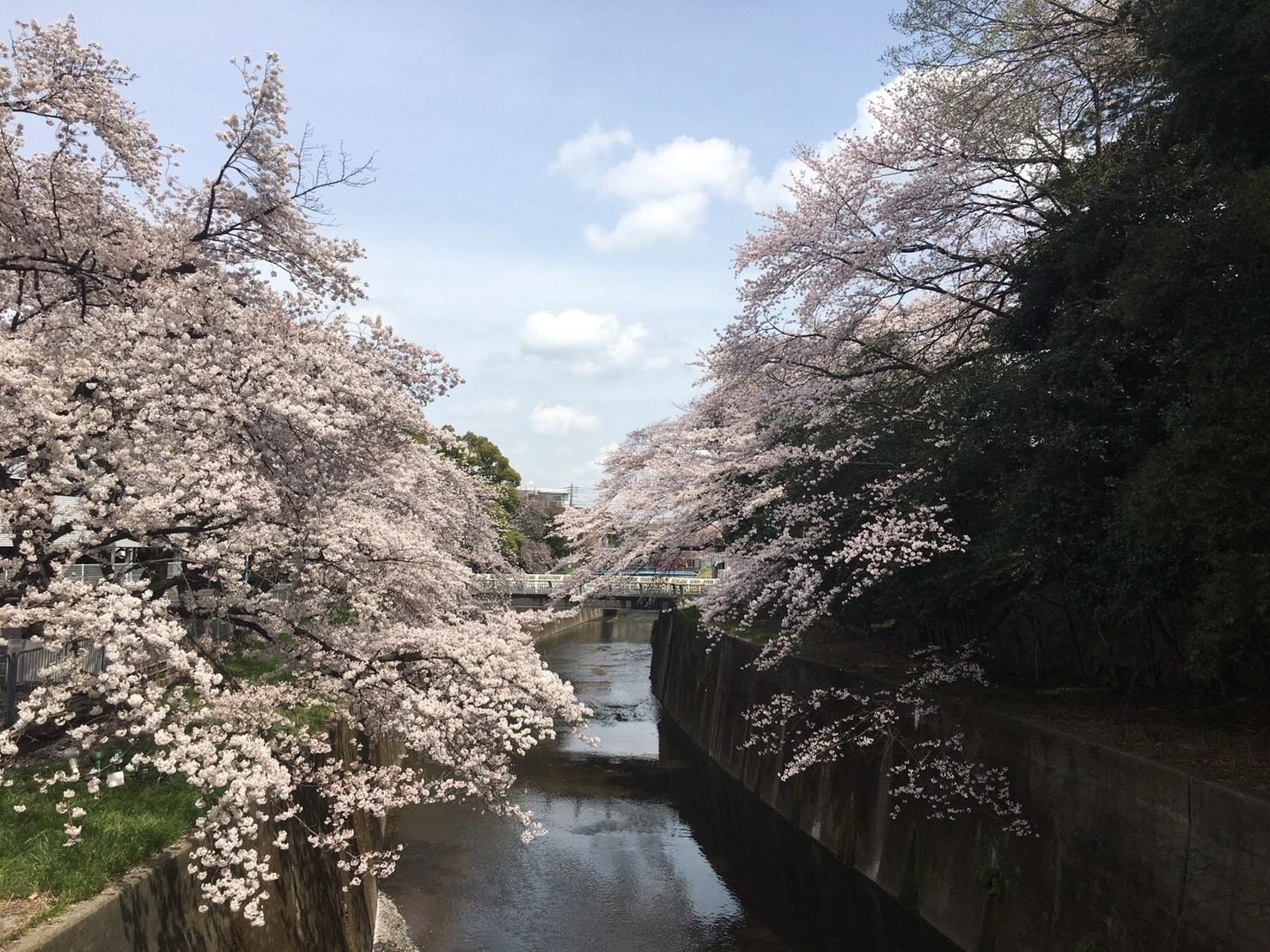 さくら桜サクラ 1