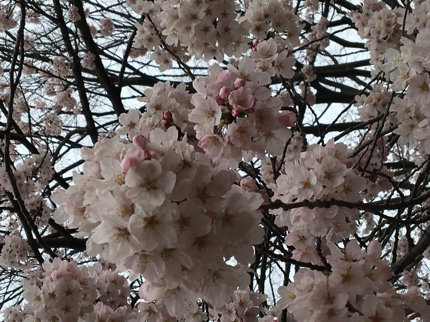 さくら桜サクラ 2