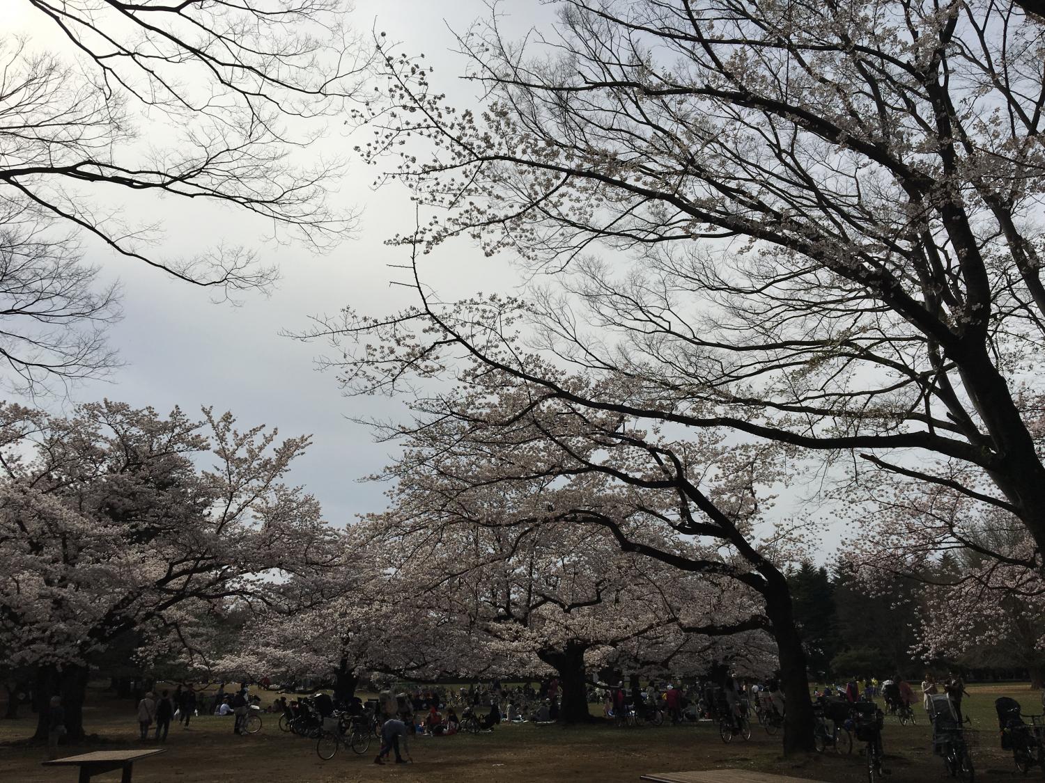 さくら桜サクラ 3