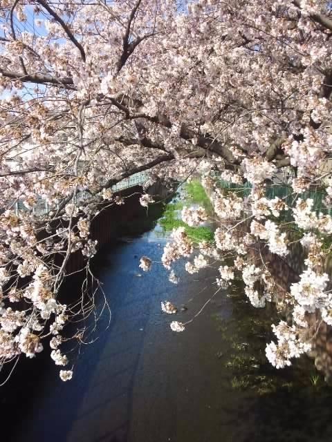 やはり桜は青空の方が似合いますね。 1