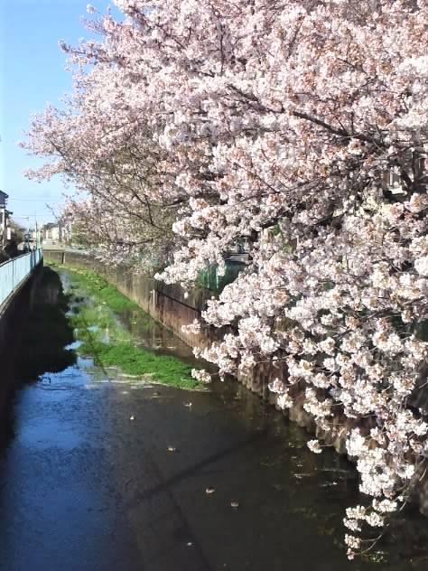 やはり桜は青空の方が似合いますね。 2