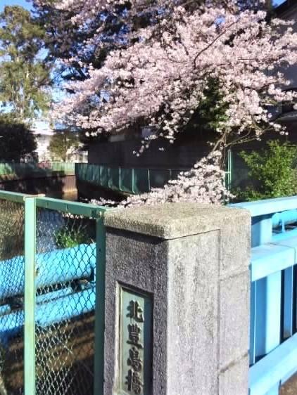 やはり桜は青空の方が似合いますね。 3