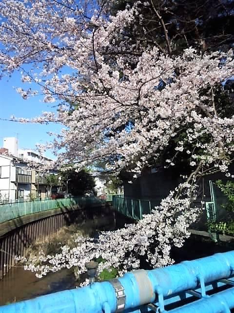 やはり桜は青空の方が似合いますね。 4