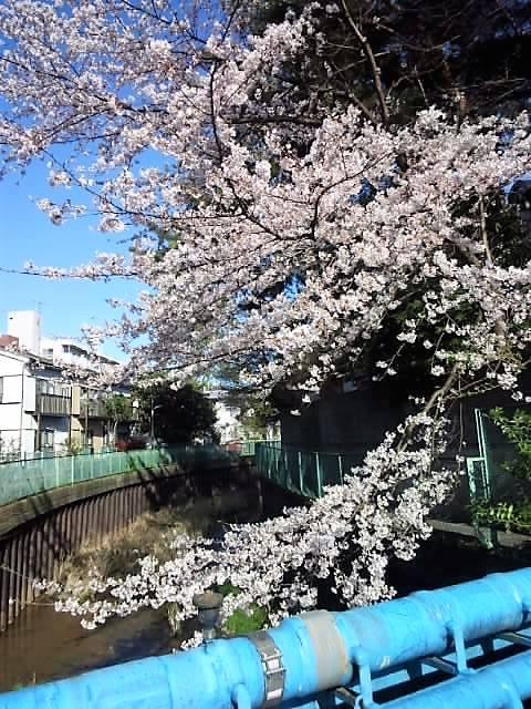やはり桜は青空の方が似合いますね。 画像