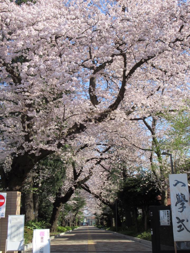 都立大泉高校の桜並木 画像