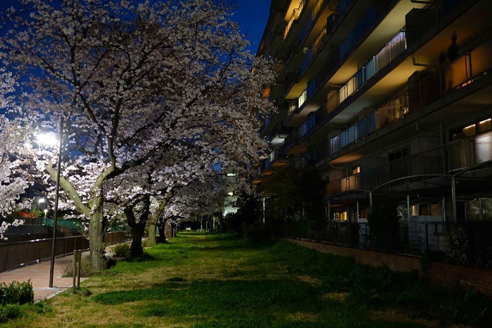 愛宕橋付近の夜桜。 2