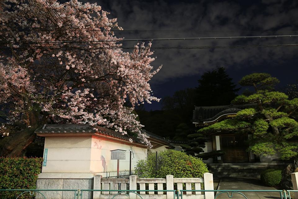 禅定院前の夜桜 1