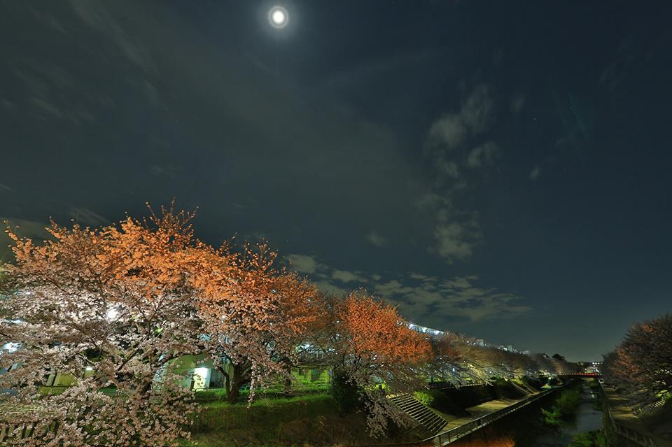 平成みあい橋からの桜並木