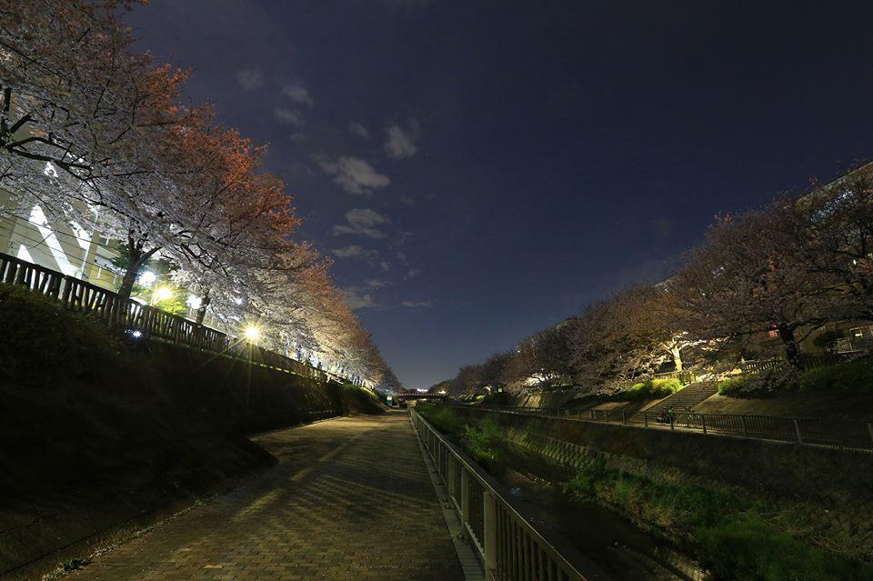 平成みあい橋からの桜並木 2