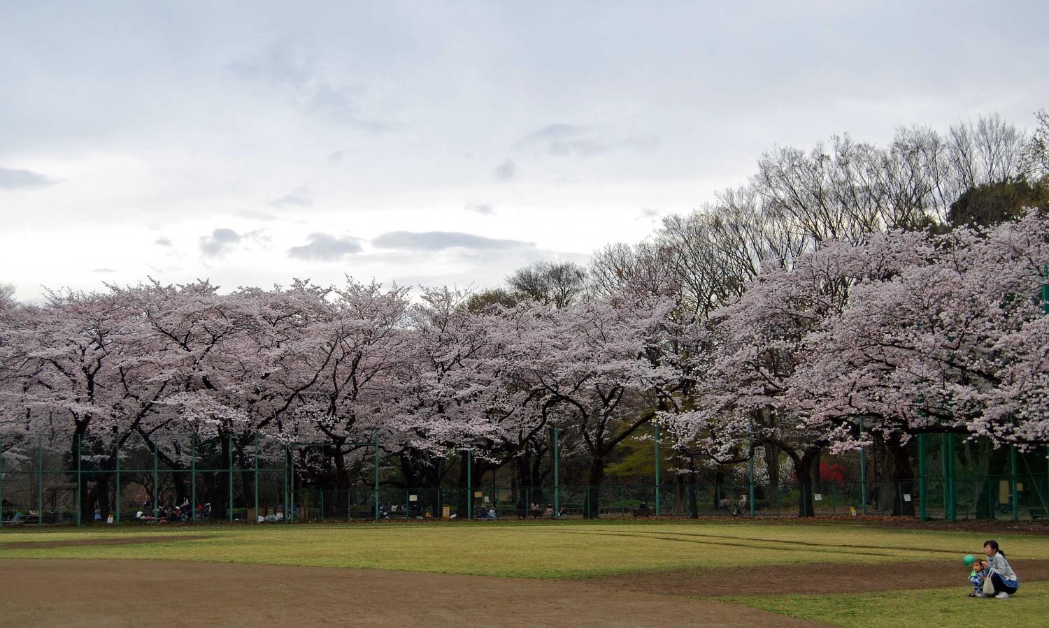 石神井公園のさくら 1