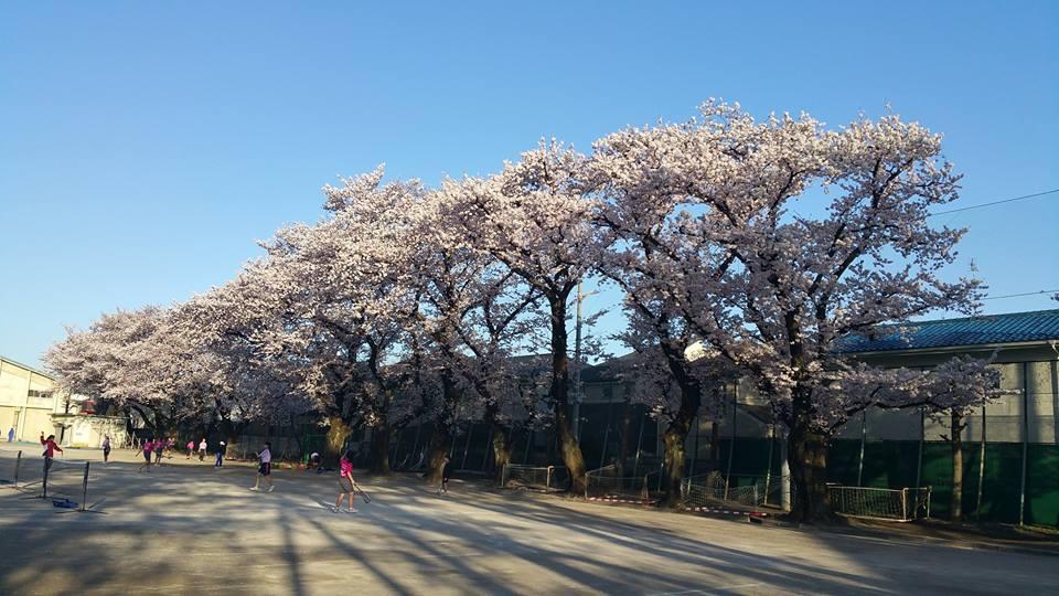 大泉第二中学校の桜 1