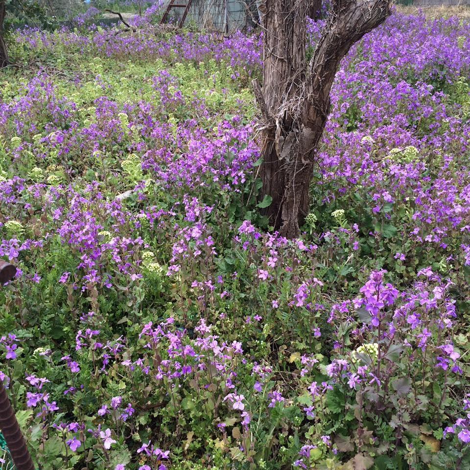 空き地の野花も満開