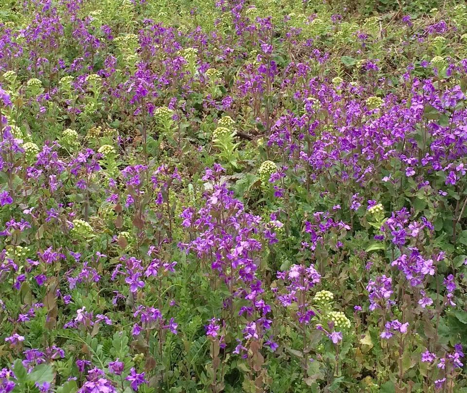 空き地の野花も満開 2