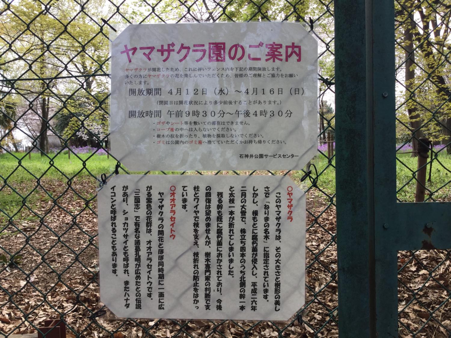 ヤマザクラとオオアラセイ トウの公開が始まります。 1