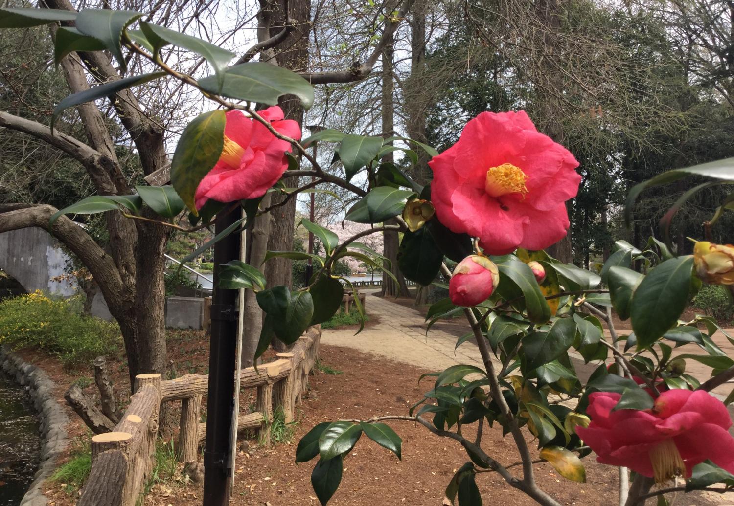 つばきと桜 1