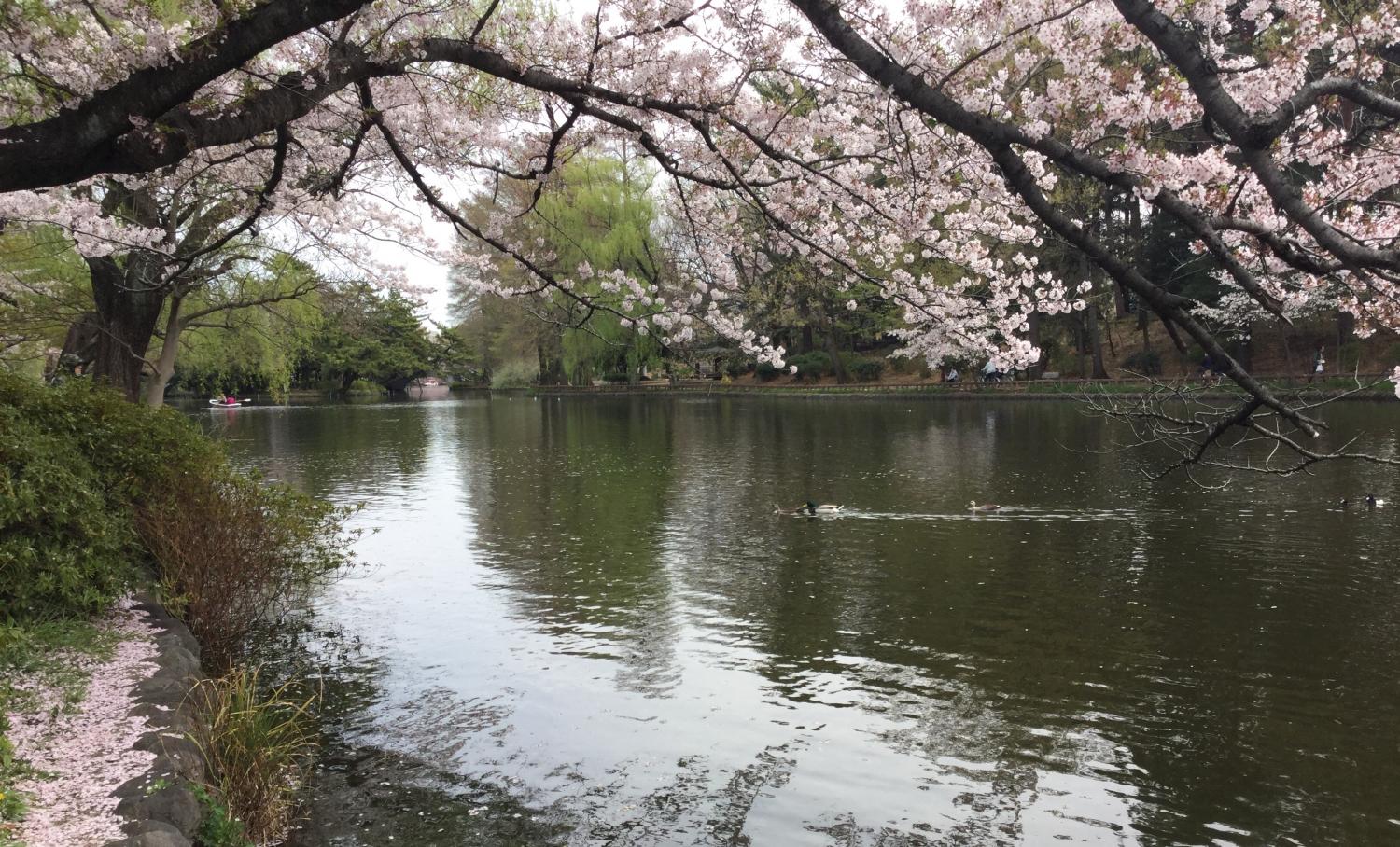 桜とカルガモ 1