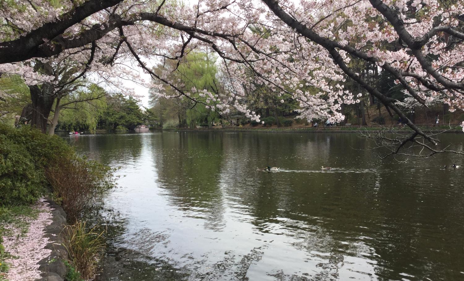 桜とカルガモ