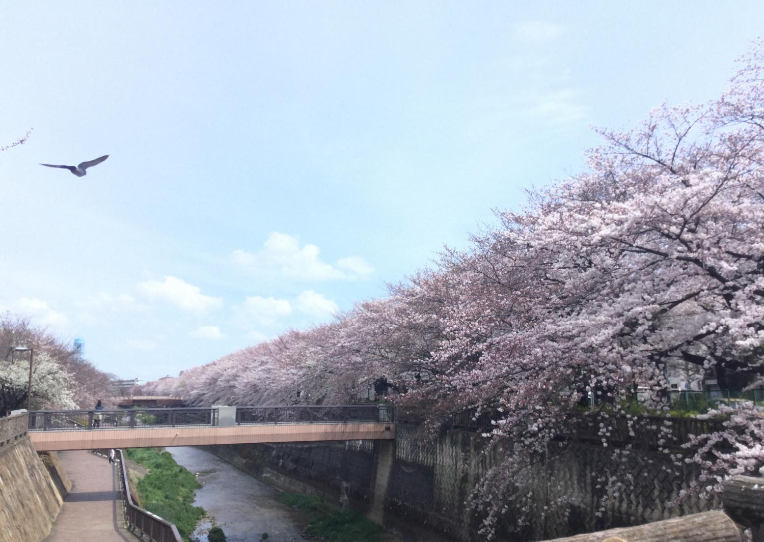 石神井川の桜 1