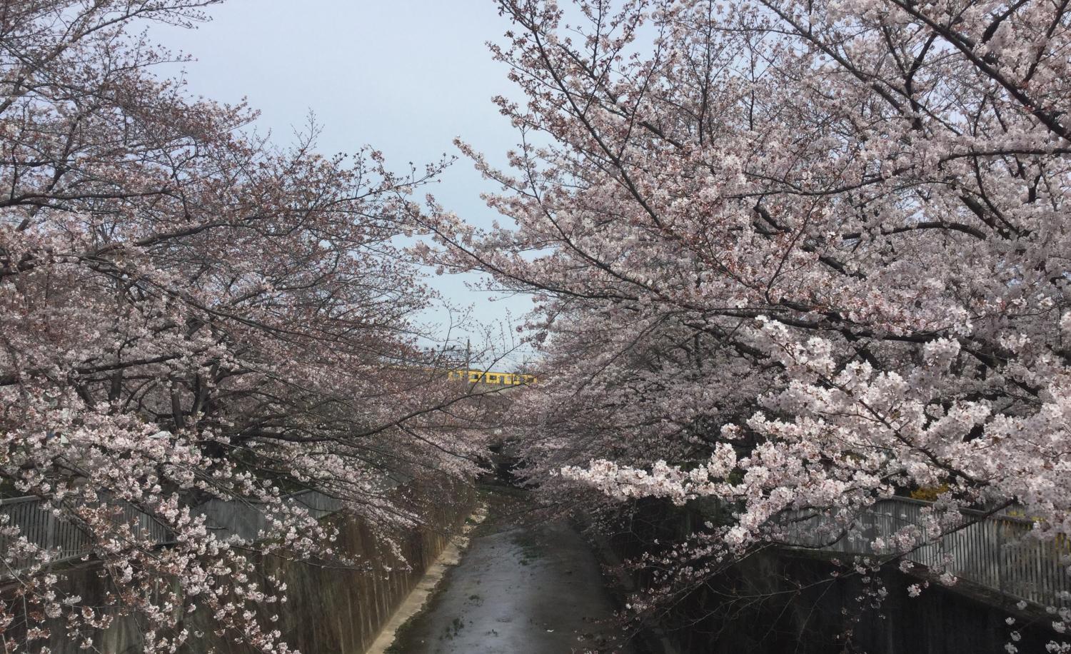 石神井川の桜 3