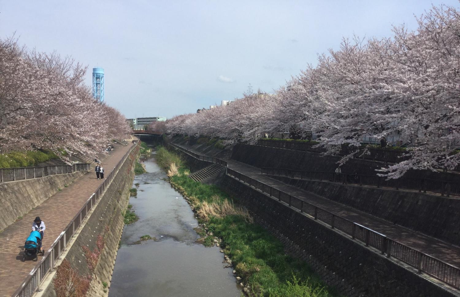 石神井川の桜 4
