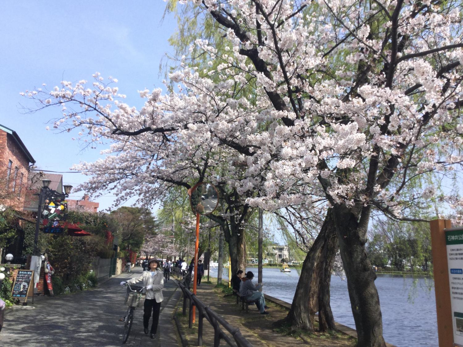 ボート池の桜