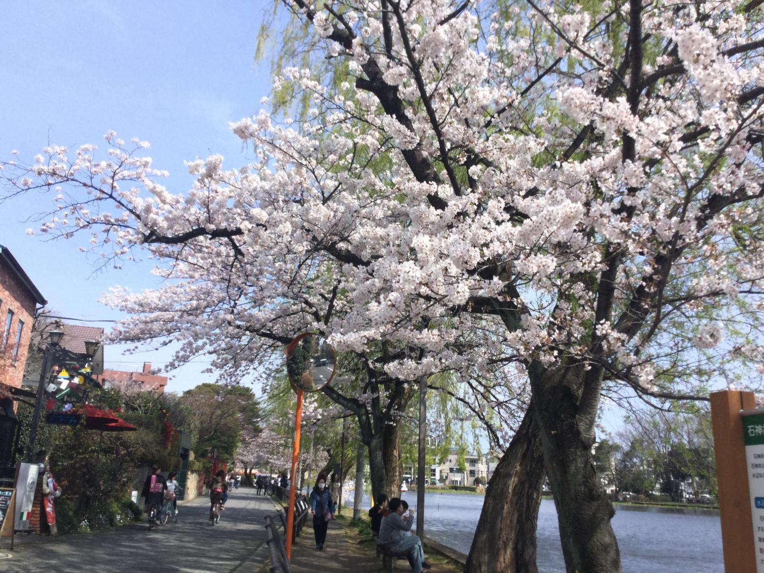 ボート池の桜 2