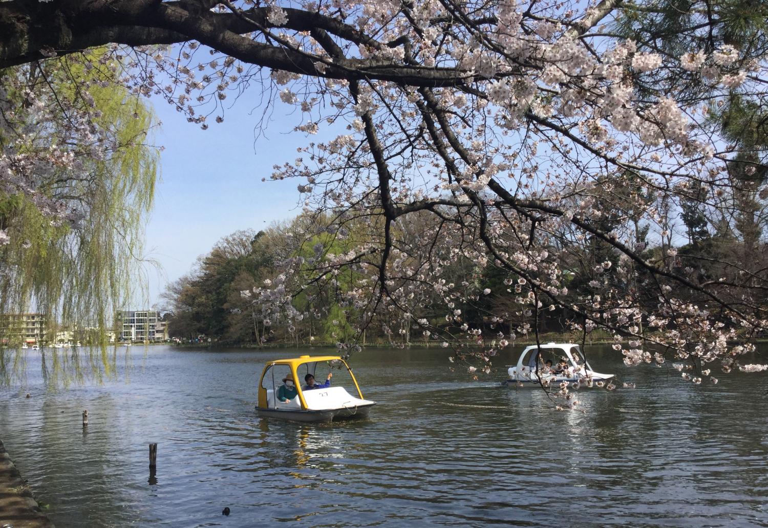 ボート池の桜 3