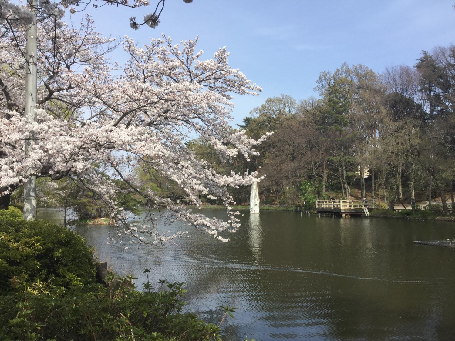 ボート池の桜 4