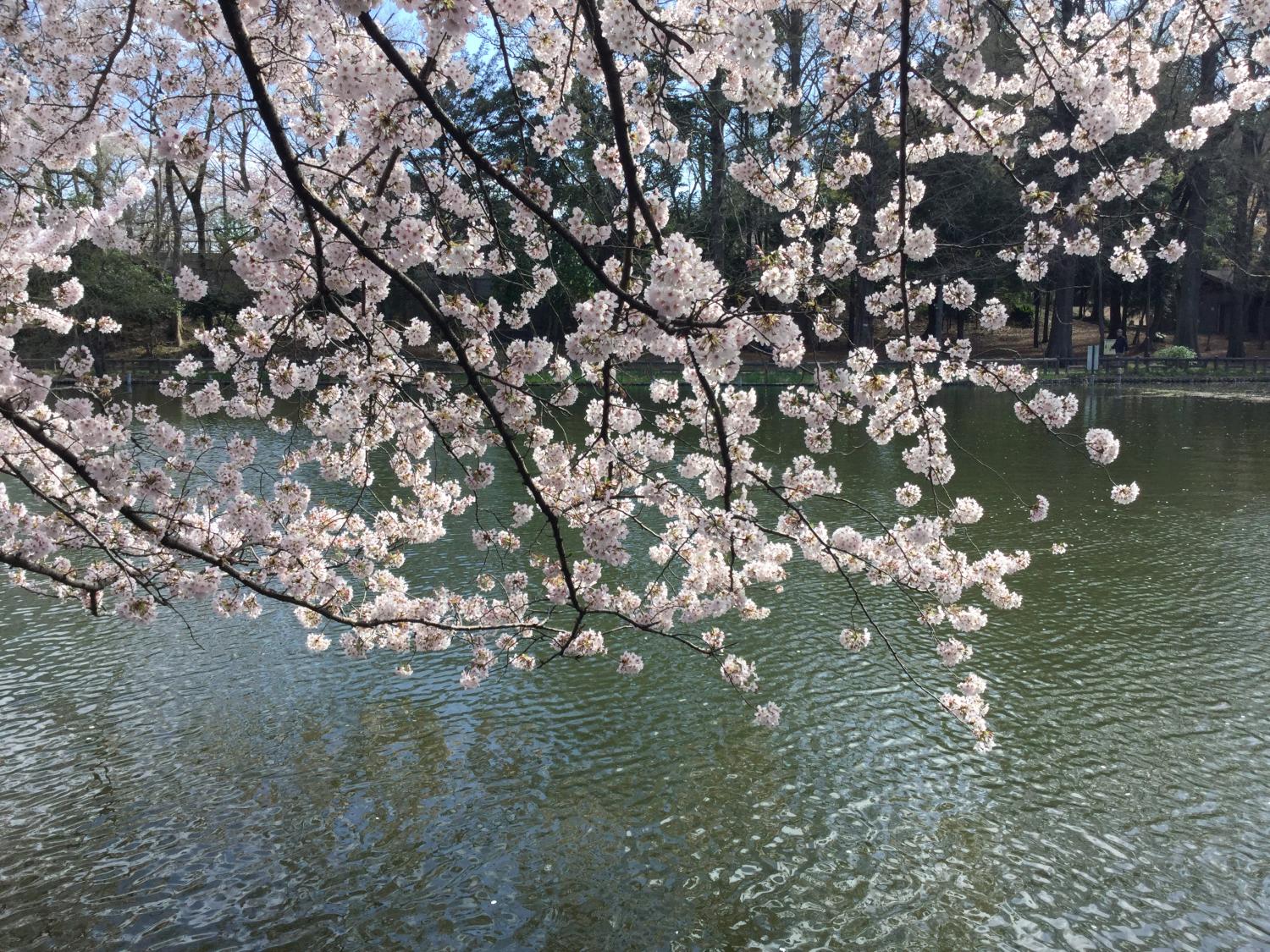 桜が綺麗 1