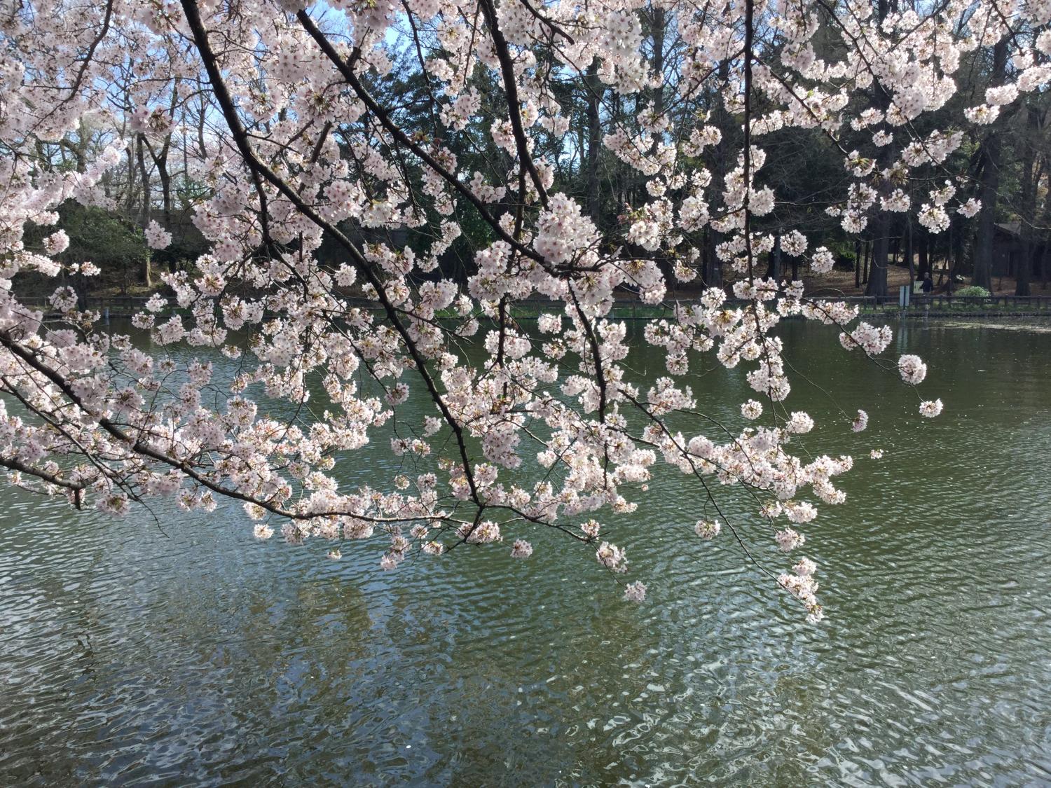 桜が綺麗 画像