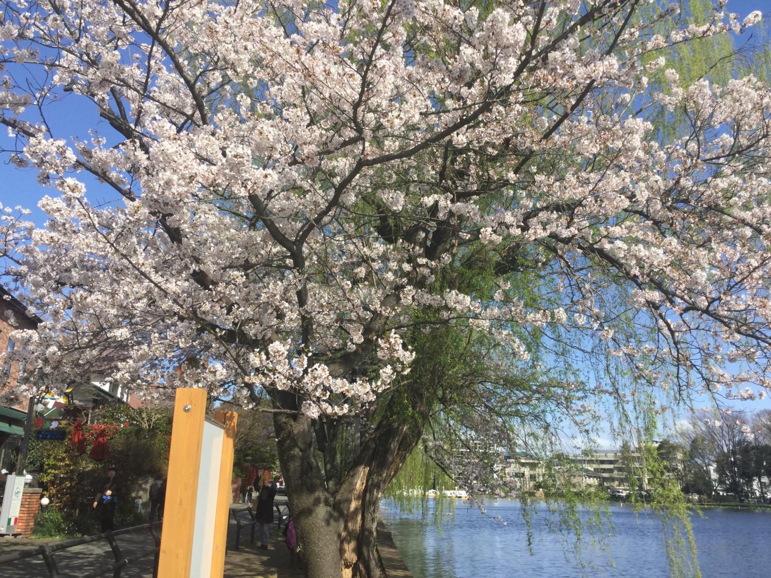 桜が綺麗 2