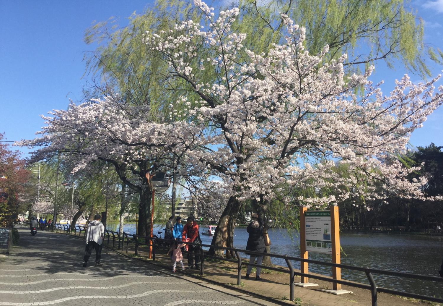 桜が綺麗 画像