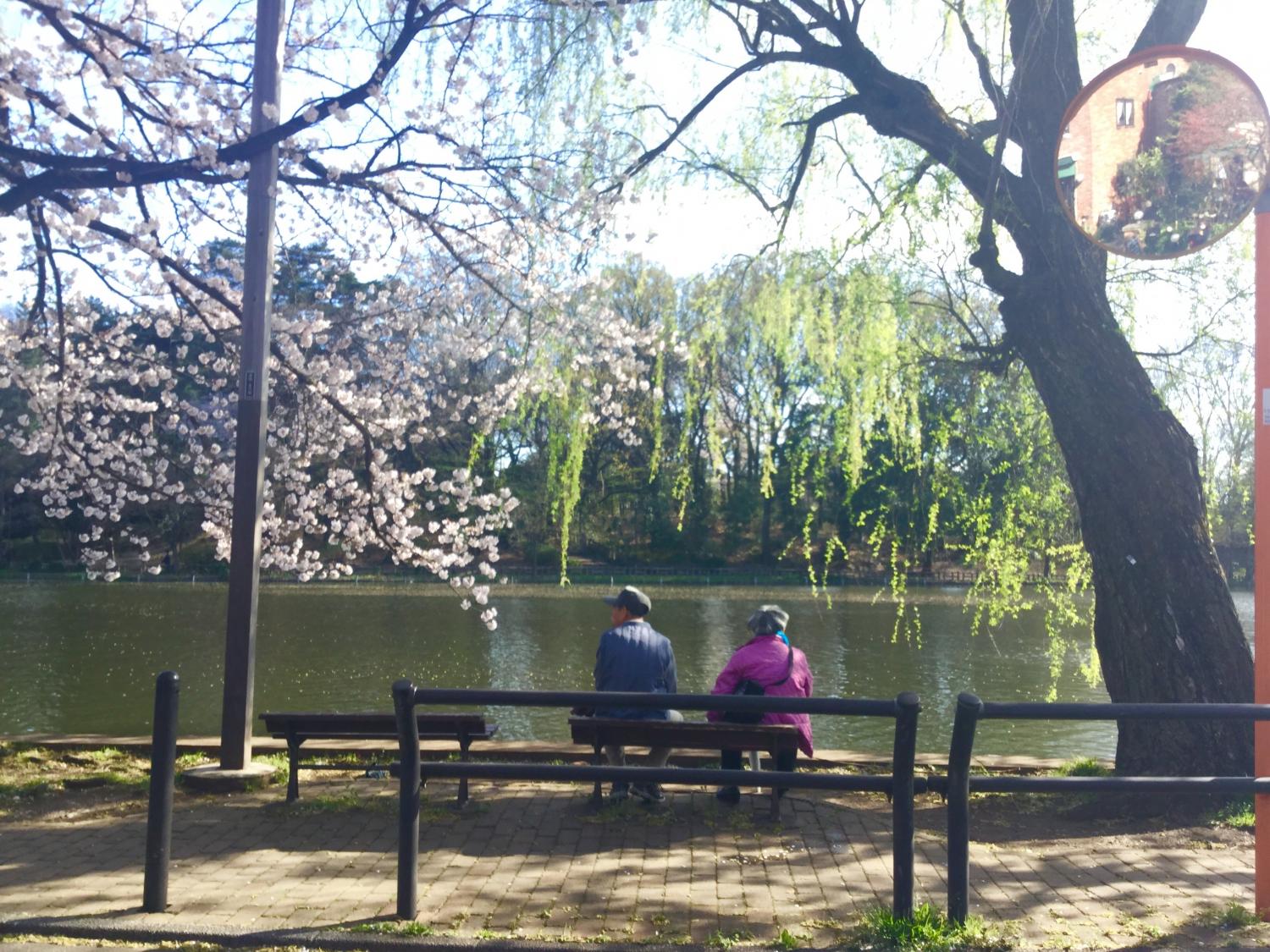 桜が綺麗 4