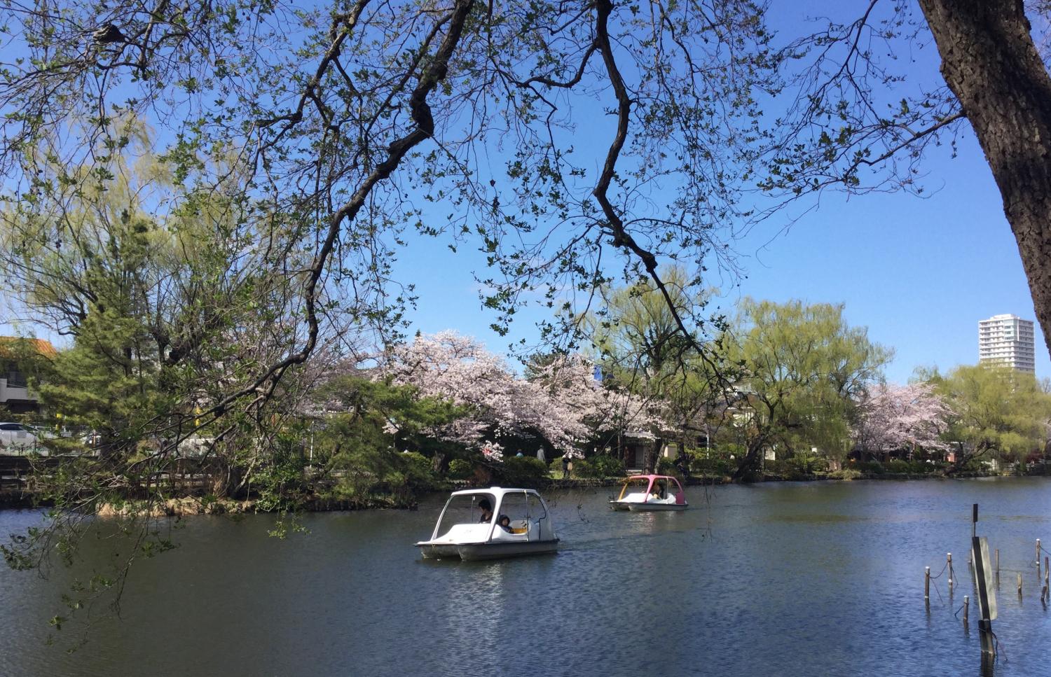 ボートからのお花見