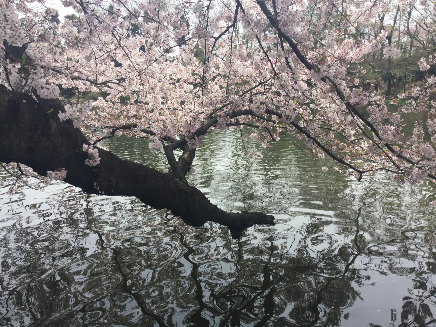愛しいさくら 2