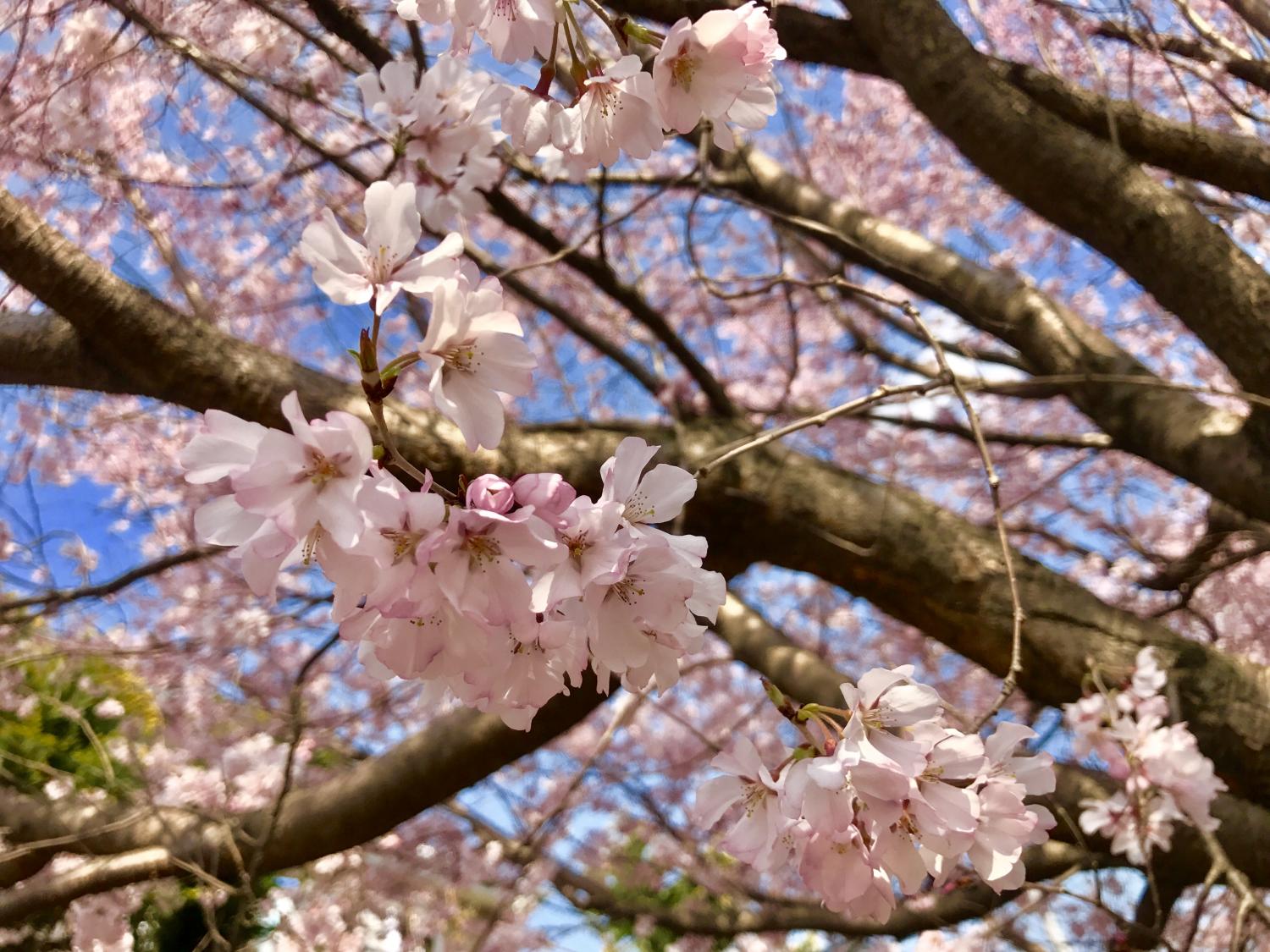 今年も見れました