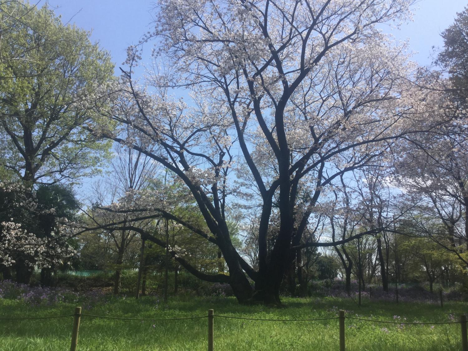 立派なヤマザクラ