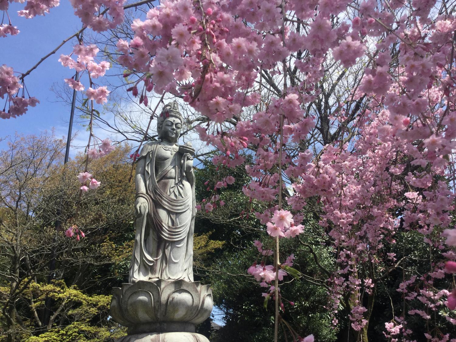禅定院の枝垂れ桜が見頃です 1