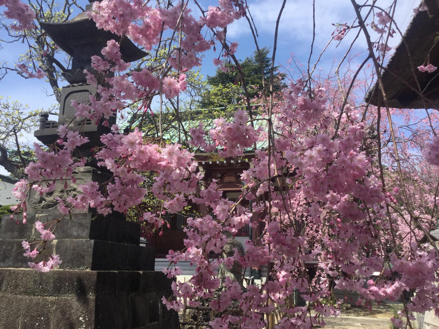 禅定院の枝垂れ桜が見頃です 2