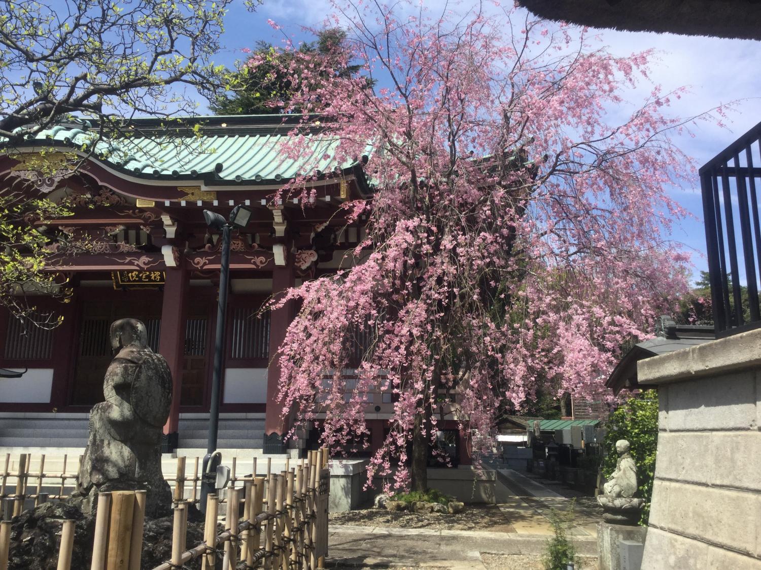 禅定院の枝垂れ桜が見頃です 3