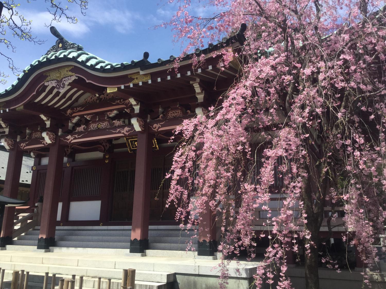 禅定院の枝垂れ桜が見頃です 4