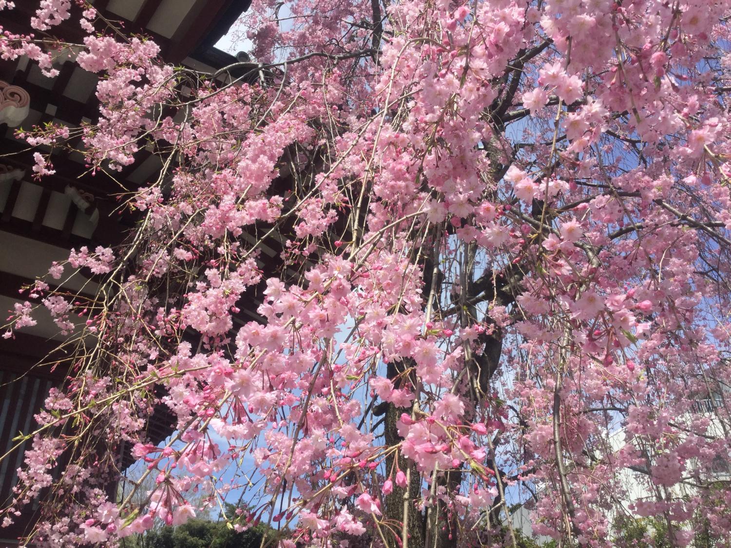 禅定院の枝垂れ桜が満開です 1