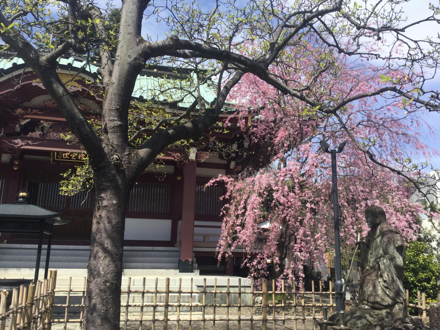 禅定院の枝垂れ桜が満開です 2